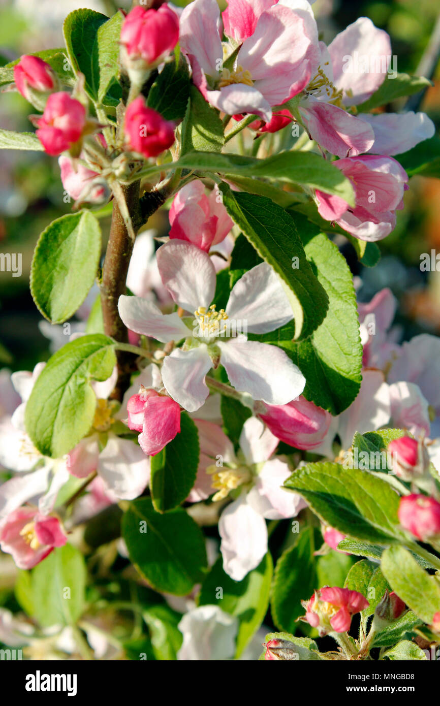 Apple Blossom auf einem jungen Braeburn gelten Baum Stockfoto