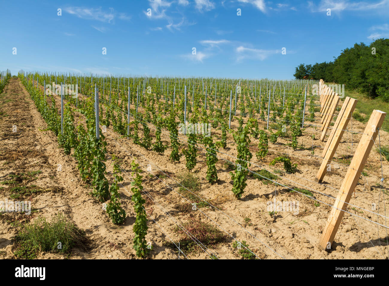 Grapevine Zeilen in einer ungarischen Berg Badacsony Stockfoto