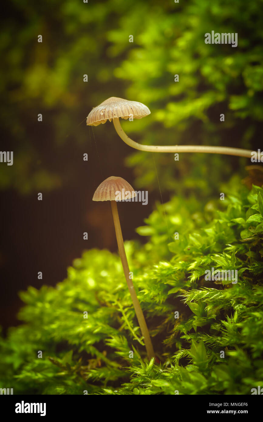 Schöne Nahaufnahme Bild von einer kleinen Pilzen Stockfoto