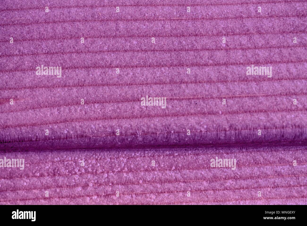 Ultra Violet Holz- Textur, leere Holz Hintergrund. Stockfoto