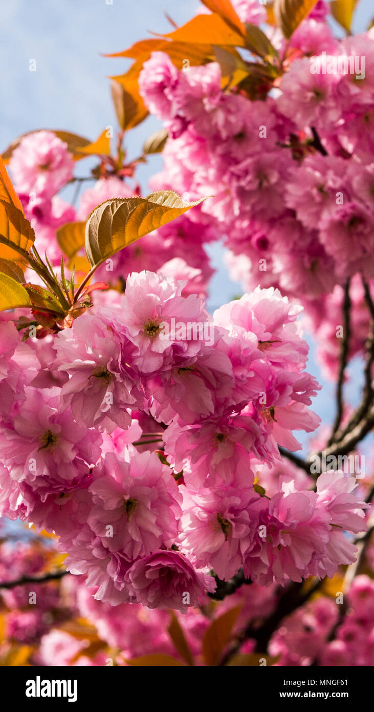 Frühling handy wallpaper -Fotos und -Bildmaterial in hoher Auflösung – Alamy