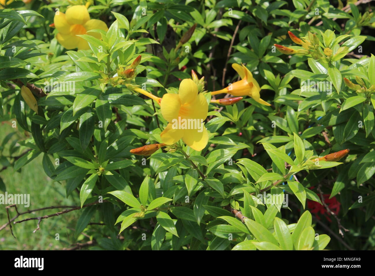 Wunderschön gelb Allamanda, Goldene Trompete Blumen Stockfoto