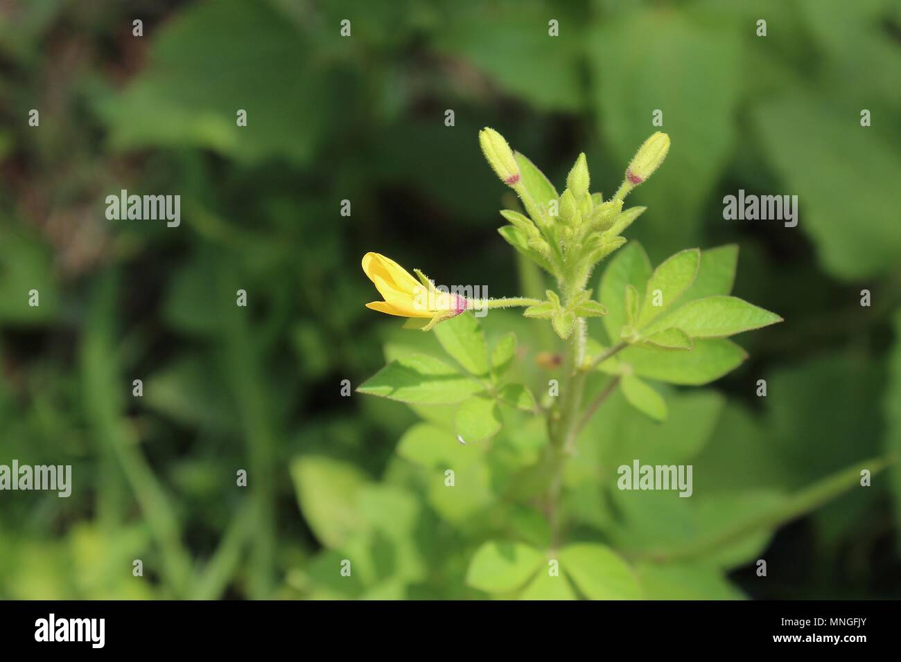 Selektiver Fokus der Bunten gelb wilde Blumen und Blüten sowie deren Knospen im Frühling closeup Stockfoto