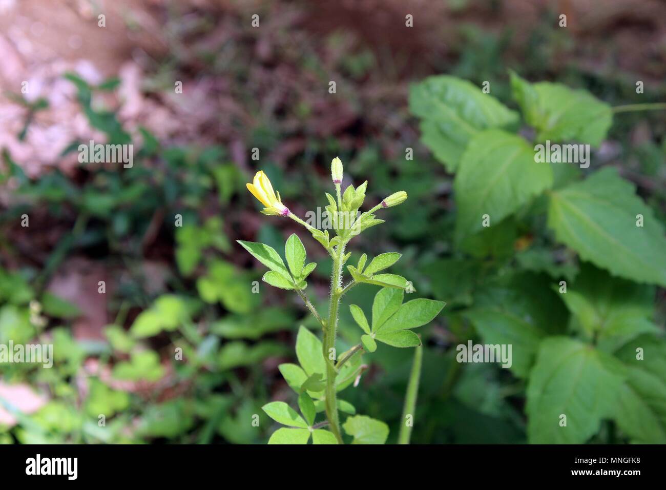 Selektiver Fokus der Bunten gelb wilde Blumen und Blüten sowie deren Knospen im Frühling closeup Stockfoto