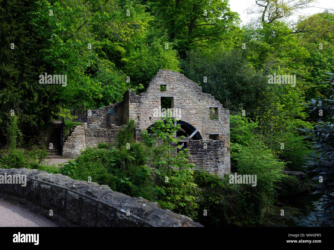 Jesmond Dene im Sommer, Newcastle upon Tyne, Tyne and Wear, England, Vereinigtes Königreich Stockfoto