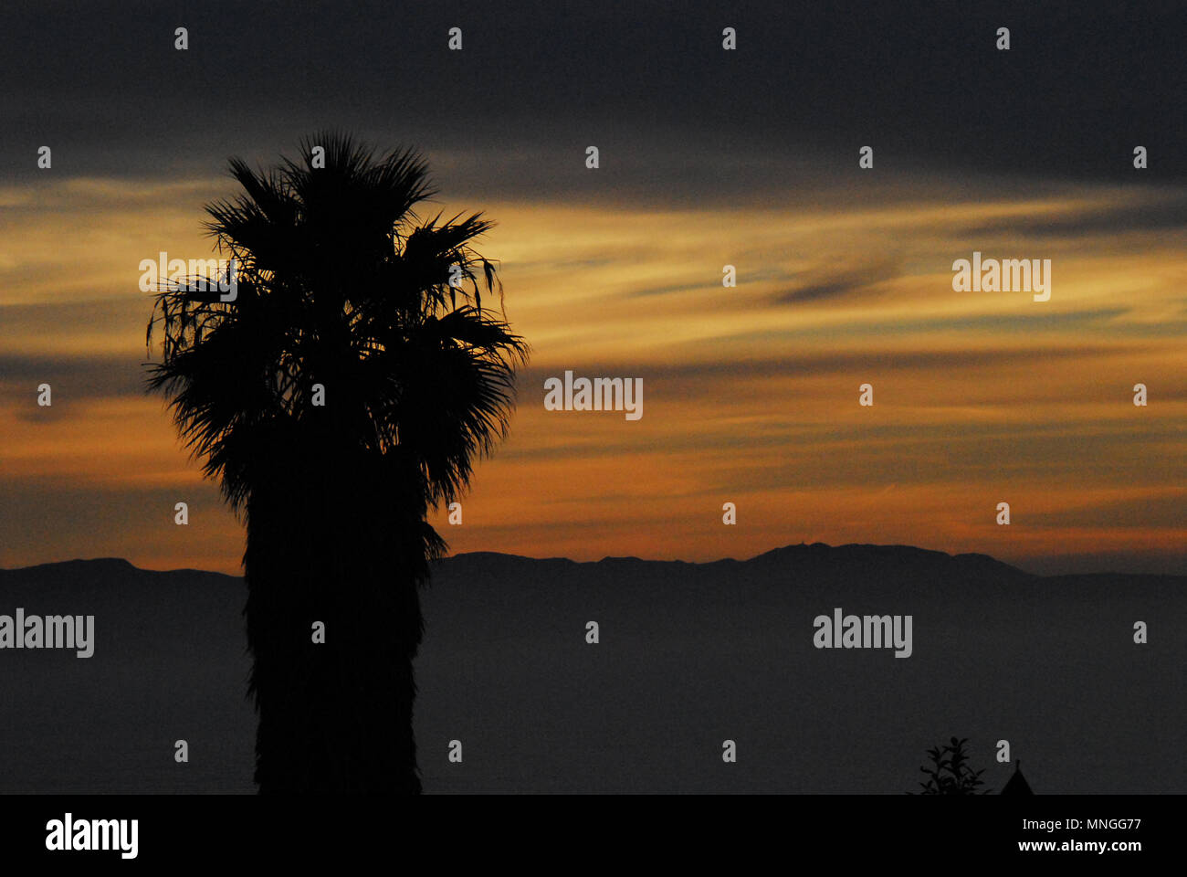 Ein wunderschöner Sonnenuntergang über den Hügeln Südafrikas mit einer Palme in Silhouette im Vordergrund. Stockfoto