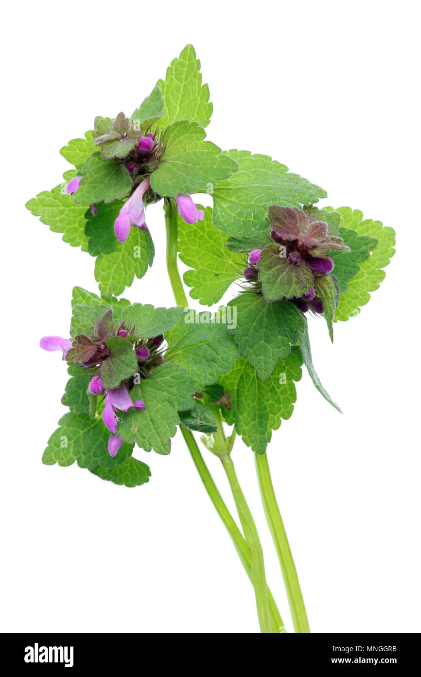 April Frühling frische Sprossen der blühenden Wald dekorative Brennnessel. Auf weissem Studio shot Isoliert Stockfoto