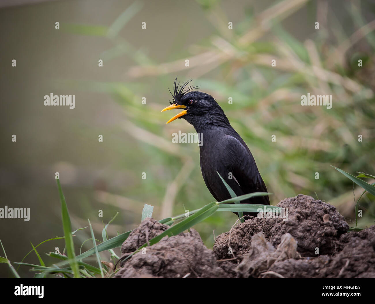 Weiß-belüftete Myna (Acridotheres grandis) von Thailand. Stockfoto