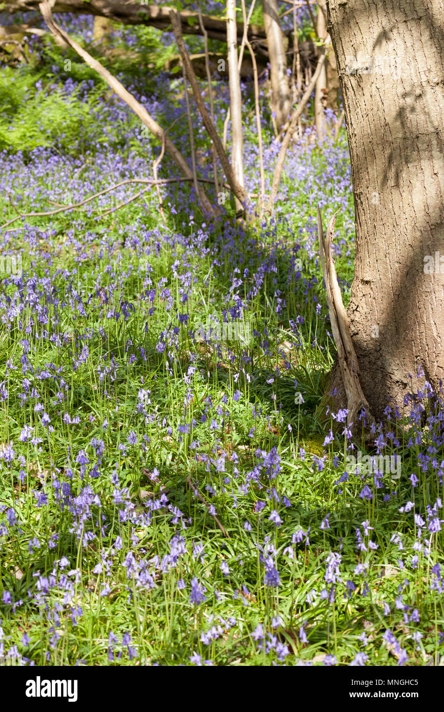 Native britischen Bluebells wild wachsen. Stockfoto