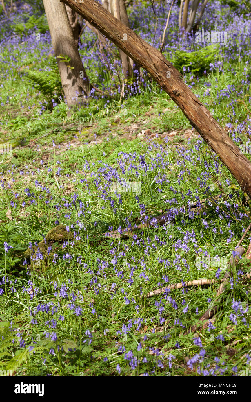 Native britischen Bluebells wild wachsen. Stockfoto
