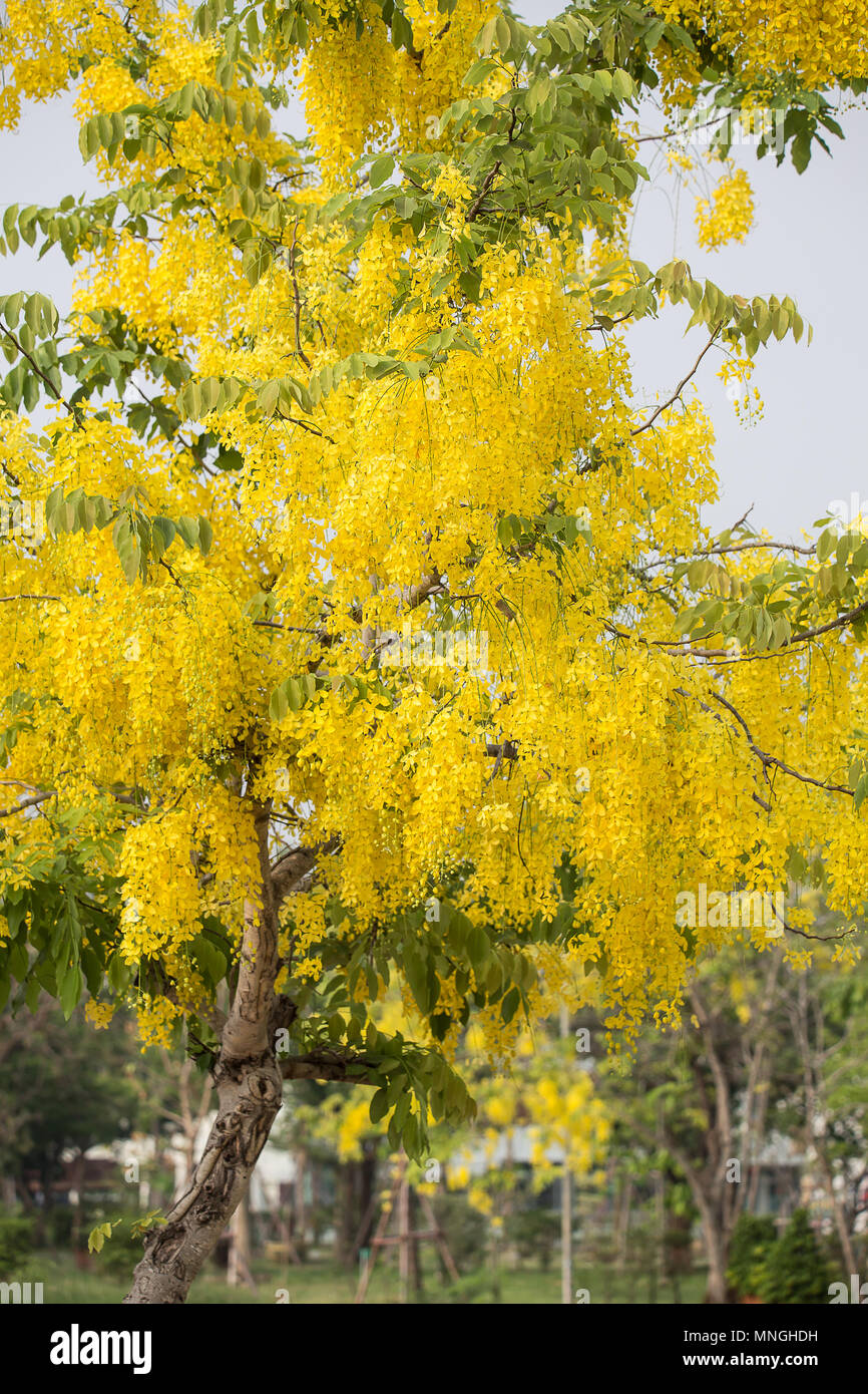 Indischer Goldregen (Cassia Fistula) von Thailand. Stockfoto