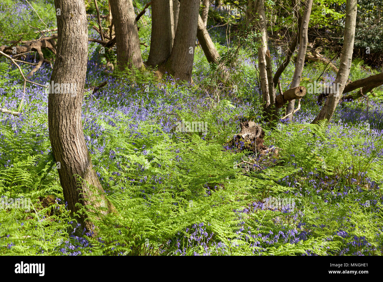 Native britischen Bluebells wild wachsen. Stockfoto