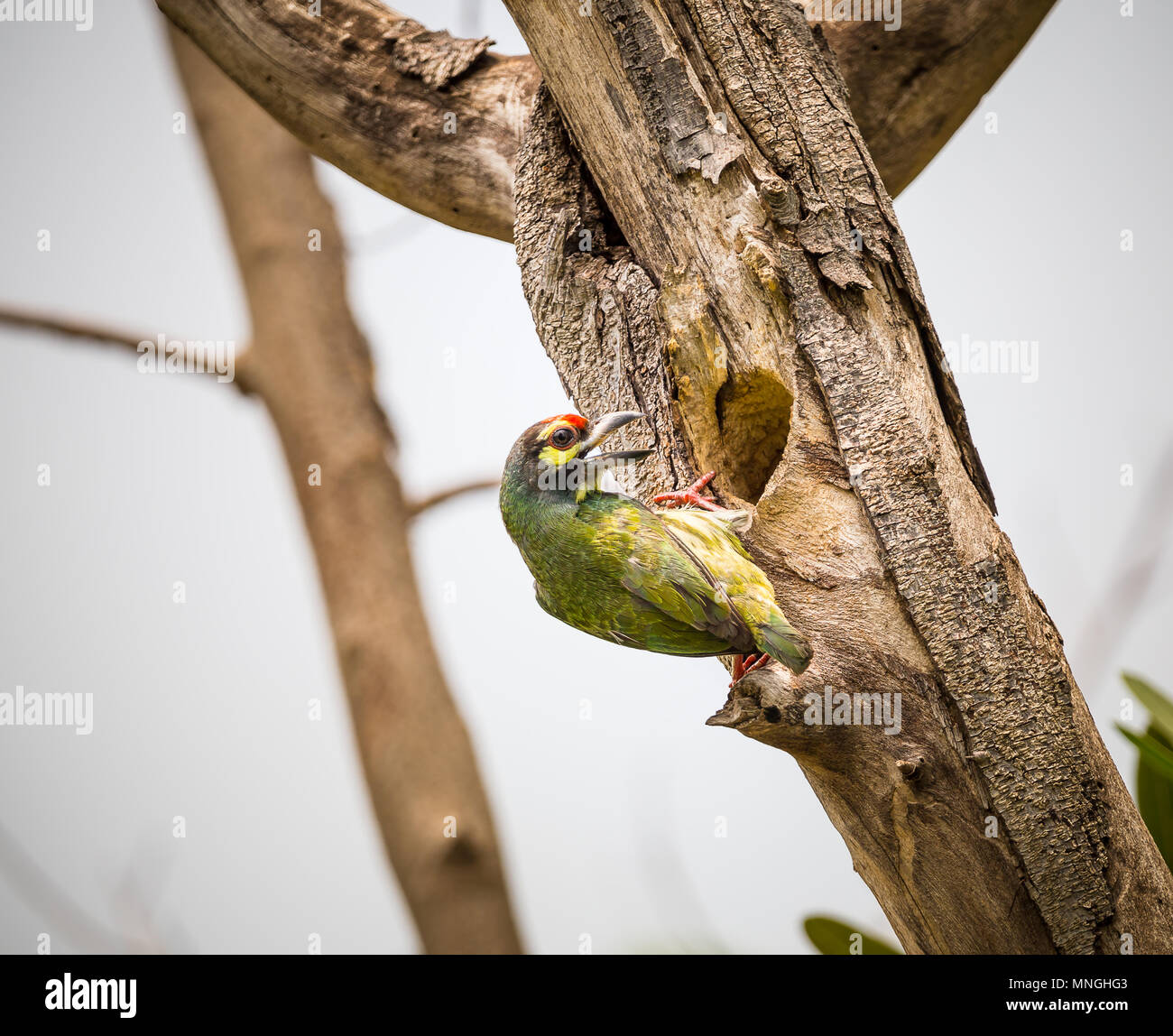 Schmied Barbet (Megalaima haemacephala) In der Mulde auf dem Baum. Stockfoto