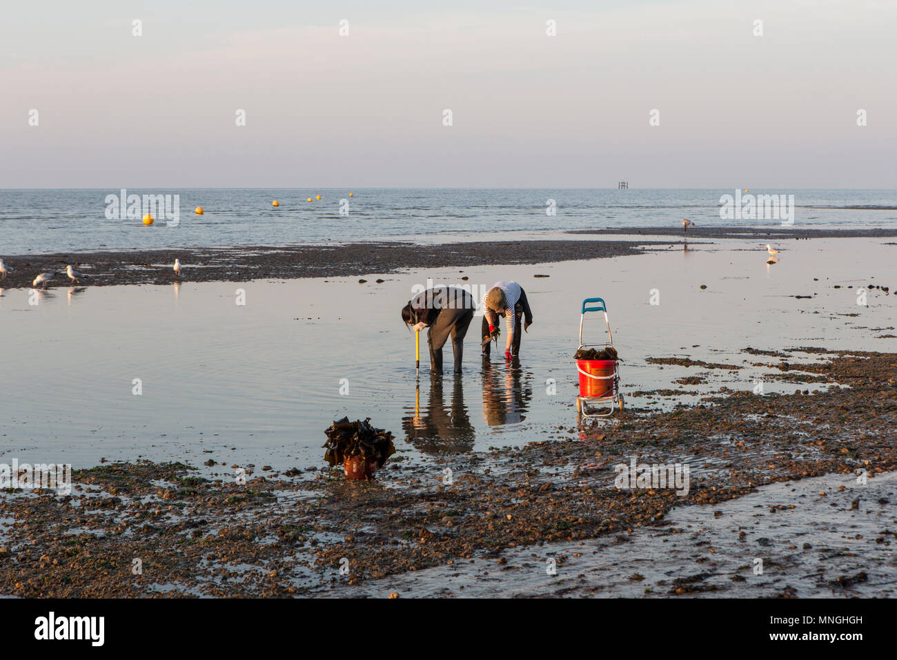 Algen Picker auf Herne Bay Strand. Stockfoto