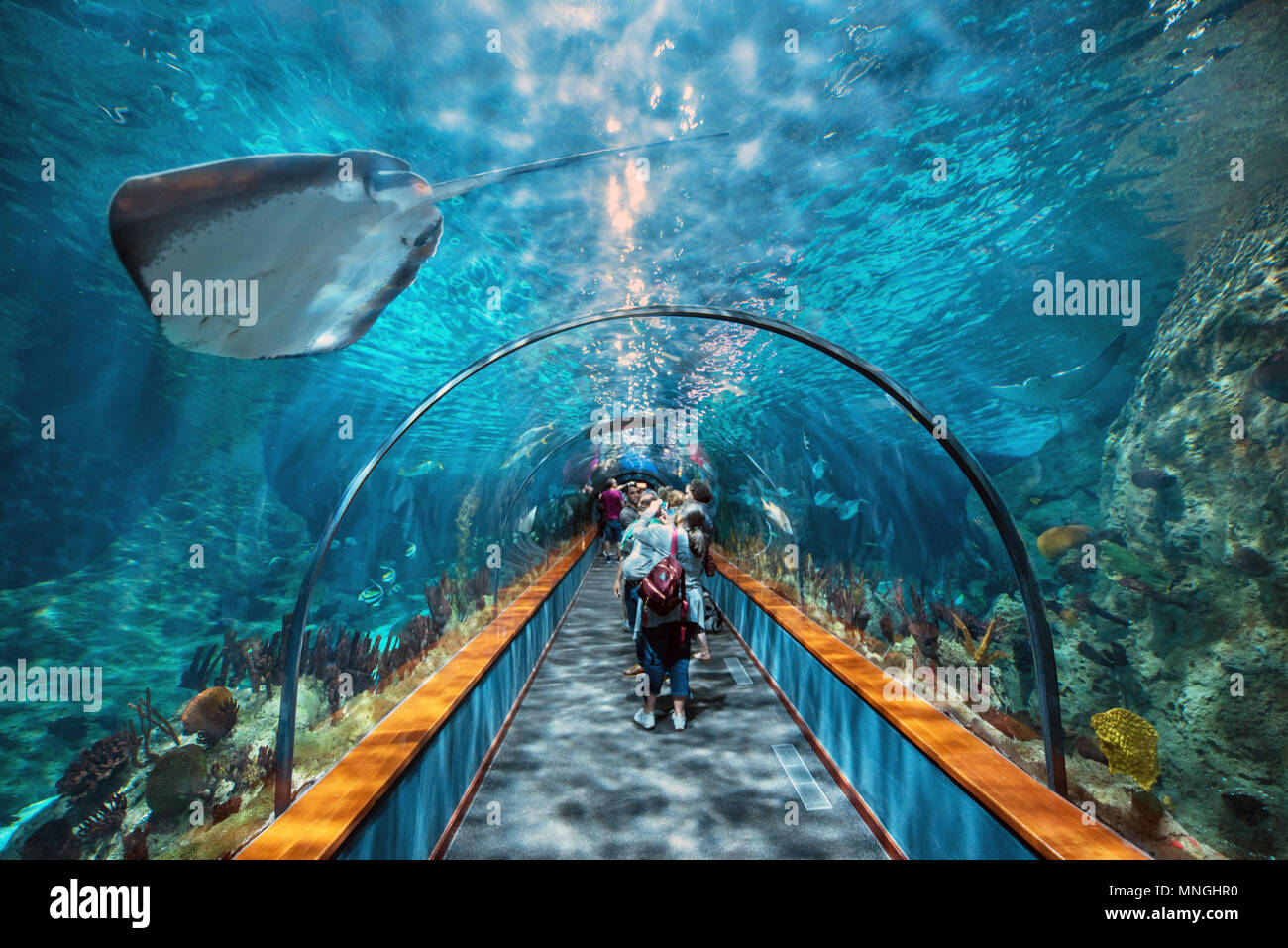 Teneriffa, Spanien - Mai 4, 2018: Aquatische Tunnel in den Loro parque Aquarium am 4. Mai 2018 in Teneriffa, Spanien. Stockfoto