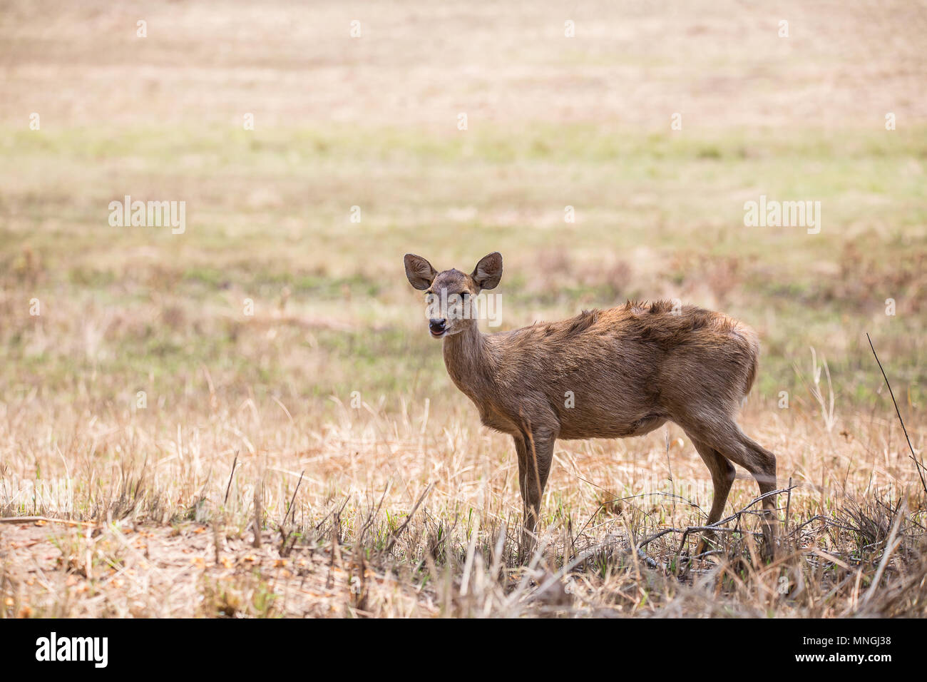 Hog Rotwild (Hyelaphus porcinus) an Phukhieo wild sanctury Nationalpark, Wildnis und Plant Conservation Department von Thailand. Stockfoto