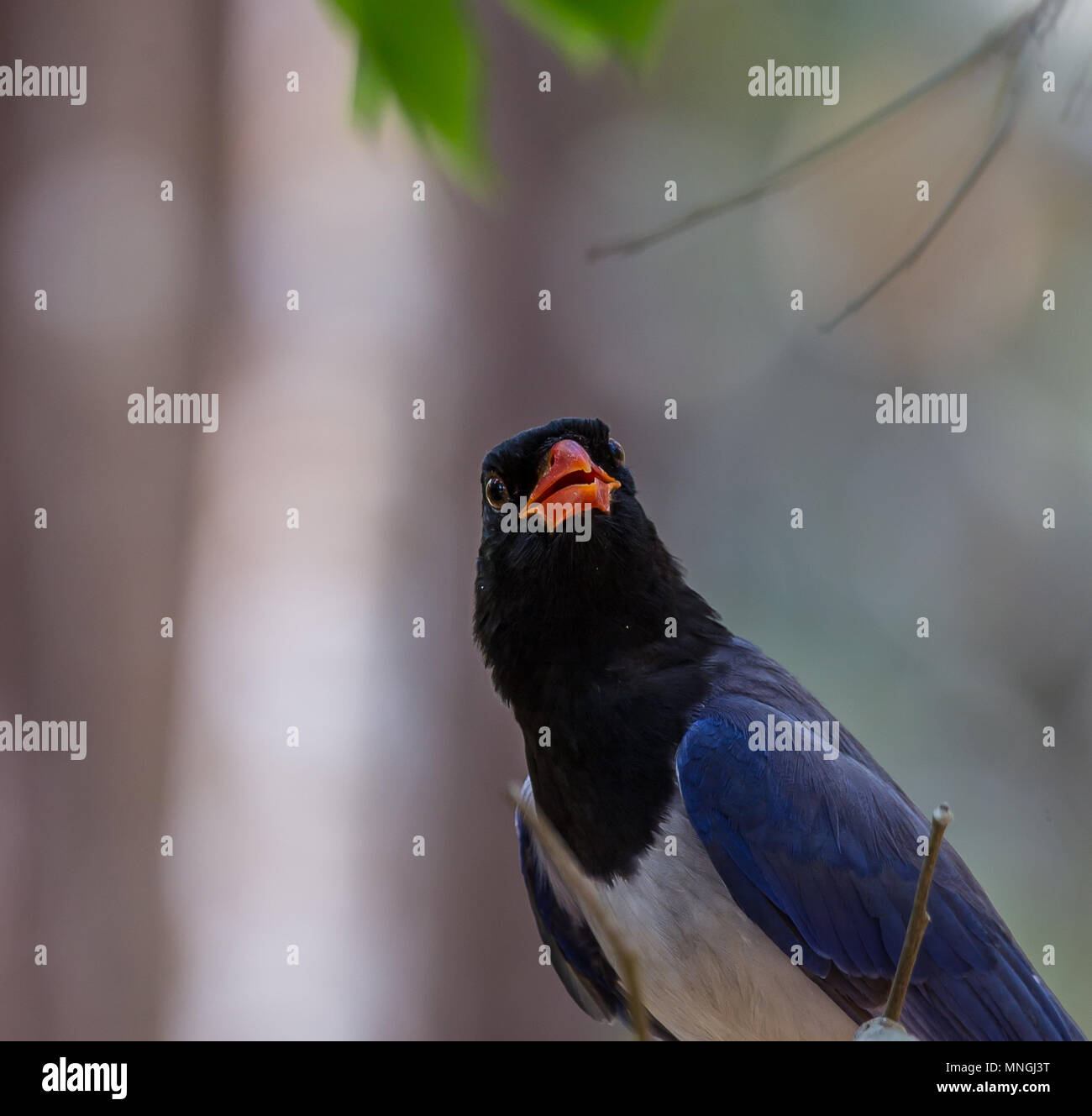 Red-billed Blue Magpie (Urocissa erythrorhyncha) an Phukhieo wild sanctury Nationalpark, Wildnis und Plant Conservation Department von Thailand. Stockfoto