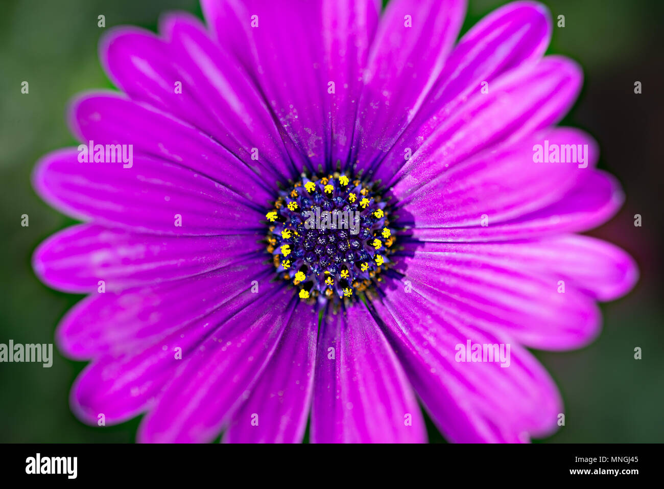 Makro Bild des Frühlings violette Blume, abstrakte Soft floral background Stockfoto