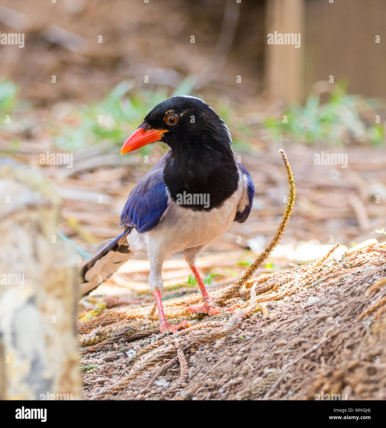 Red-billed Blue Magpie (Urocissa erythrorhyncha) an Phukhieo wild sanctury Nationalpark, Wildnis und Plant Conservation Department von Thailand. Stockfoto
