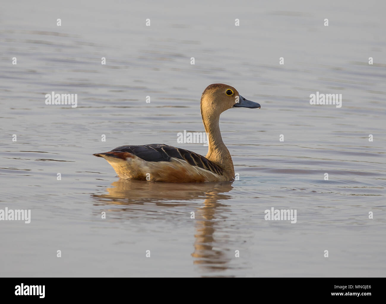 Lesser whistling Duck (Dendrocygna Javanica) im Teich von Thailand. Stockfoto