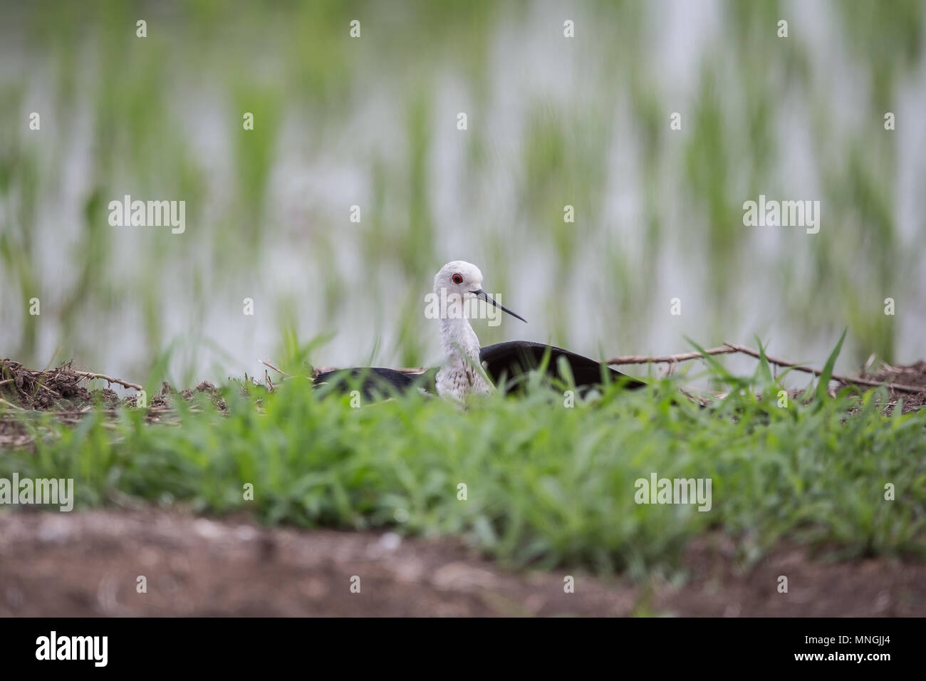 Schwarz - geflügelte Stelzenläufer (Himantopus himantopus) im Reisfeld von Thailand. Stockfoto