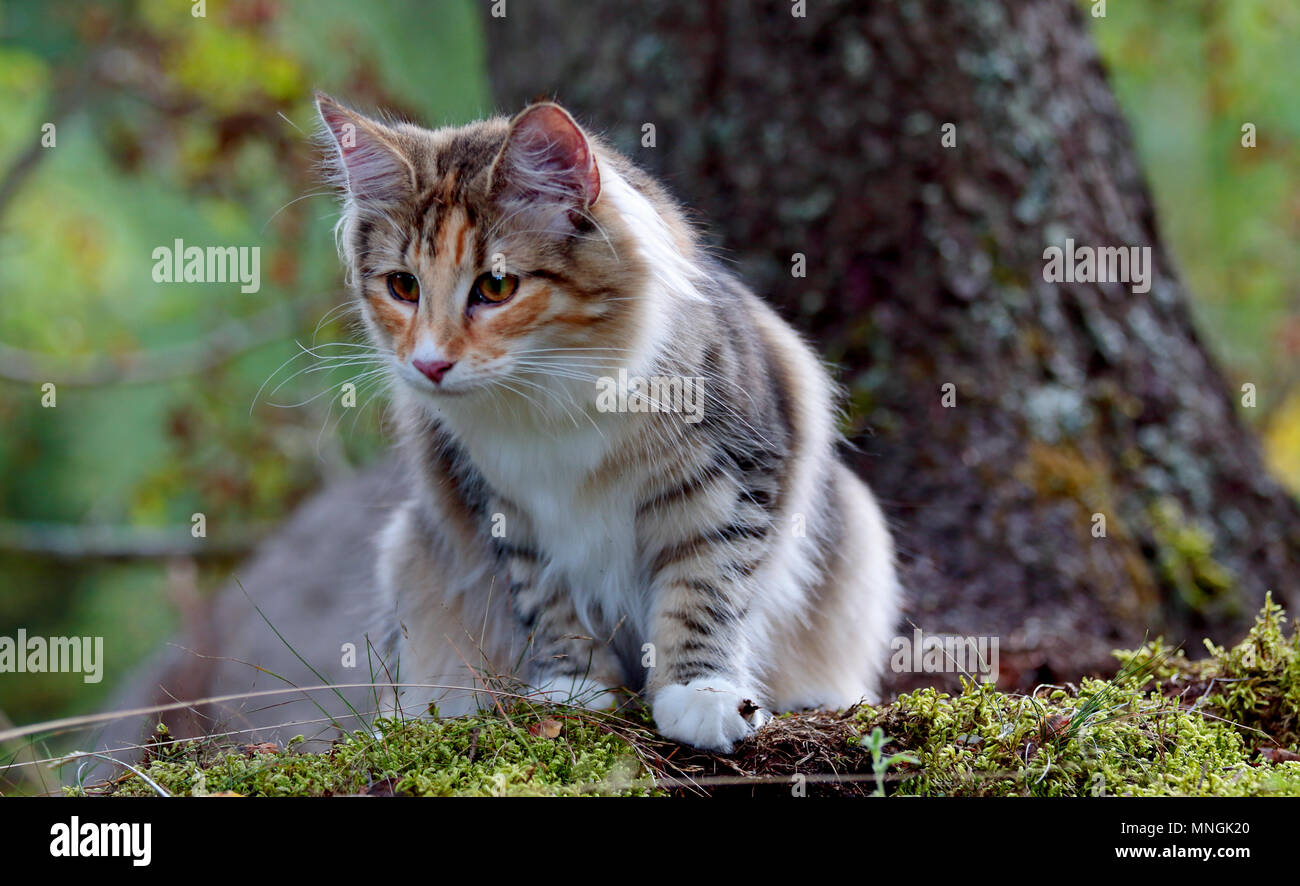 Norwegische Waldkatze Kitten im Wald Stockfoto