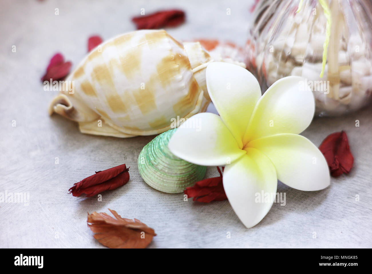 Nahaufnahme der Blüte und Shell und trocken Rose Spa Zimmer dekorieren Stockfoto