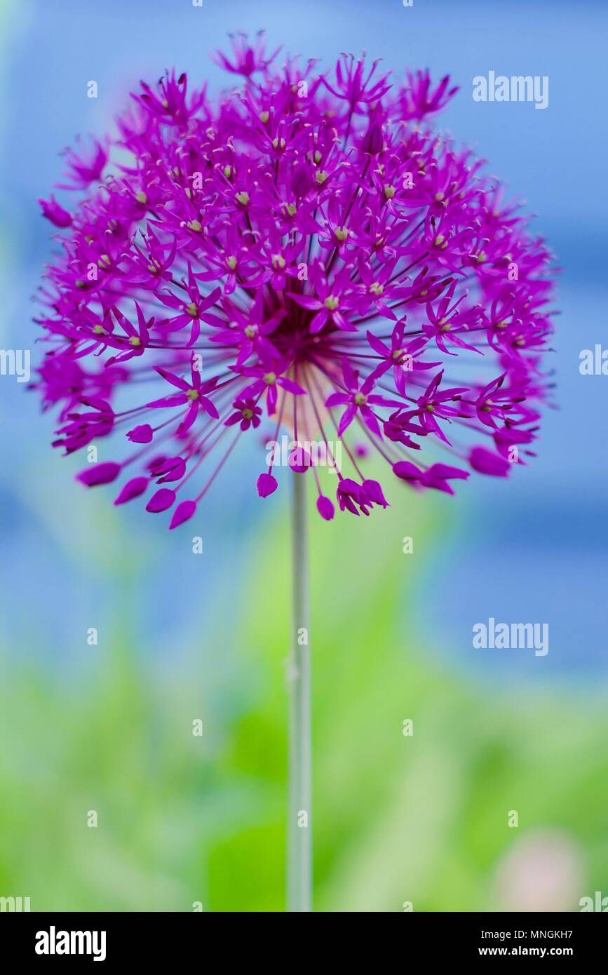 Hollandicum Allium 'Purple Sensation' Stockfoto