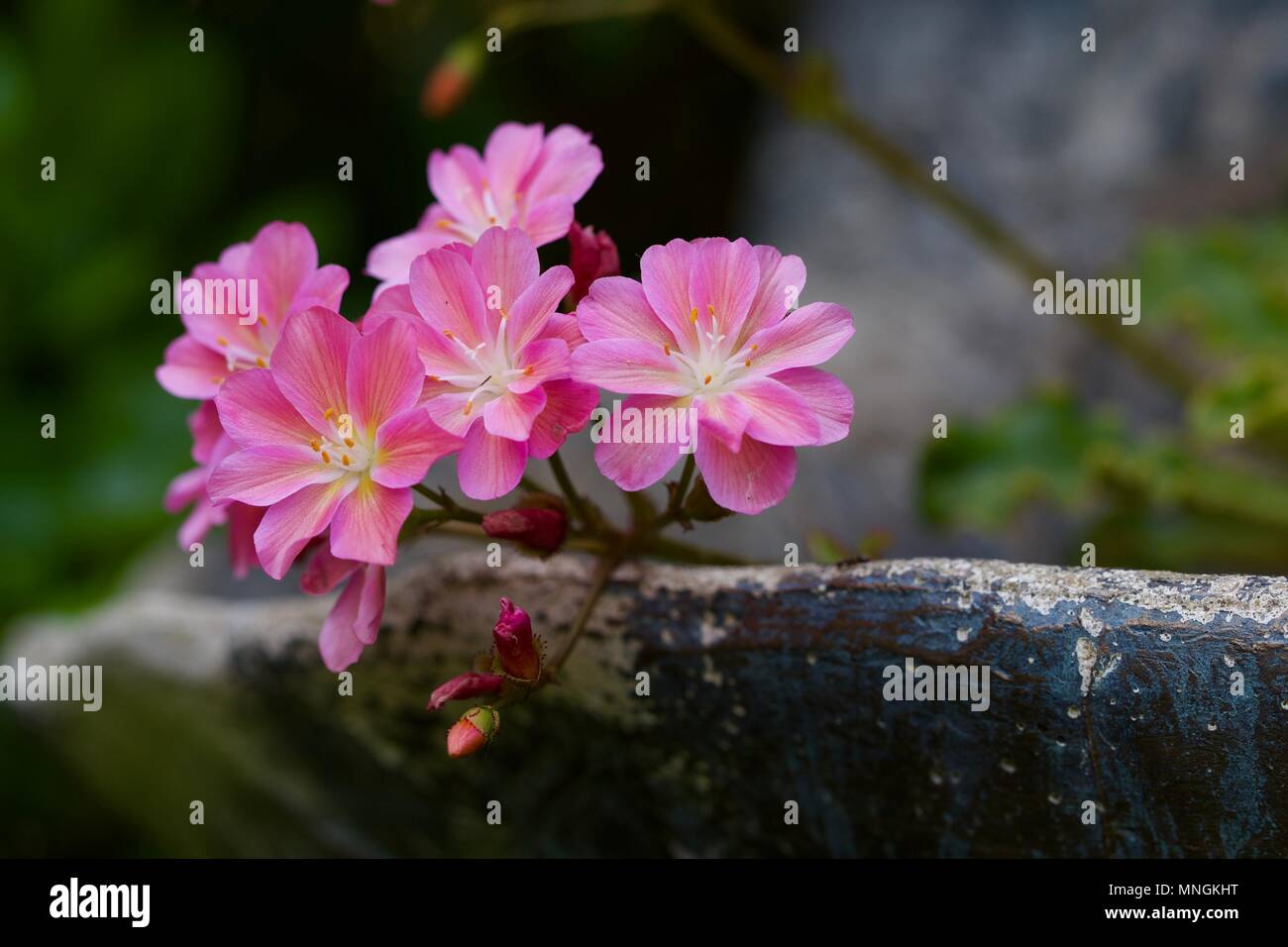 Lewisia Keimblatt Pink Orange Stockfoto