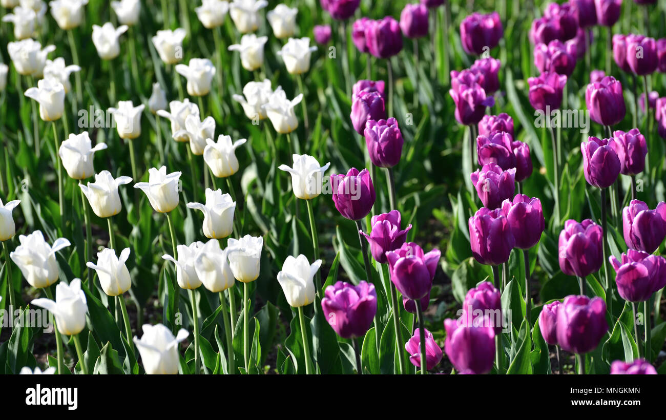 Es gibt viele Lila und Weiß Tulpen im Beet Stockfoto