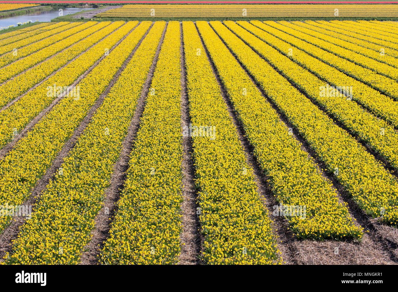 Narzisse Feld in den Niederlanden Stockfoto