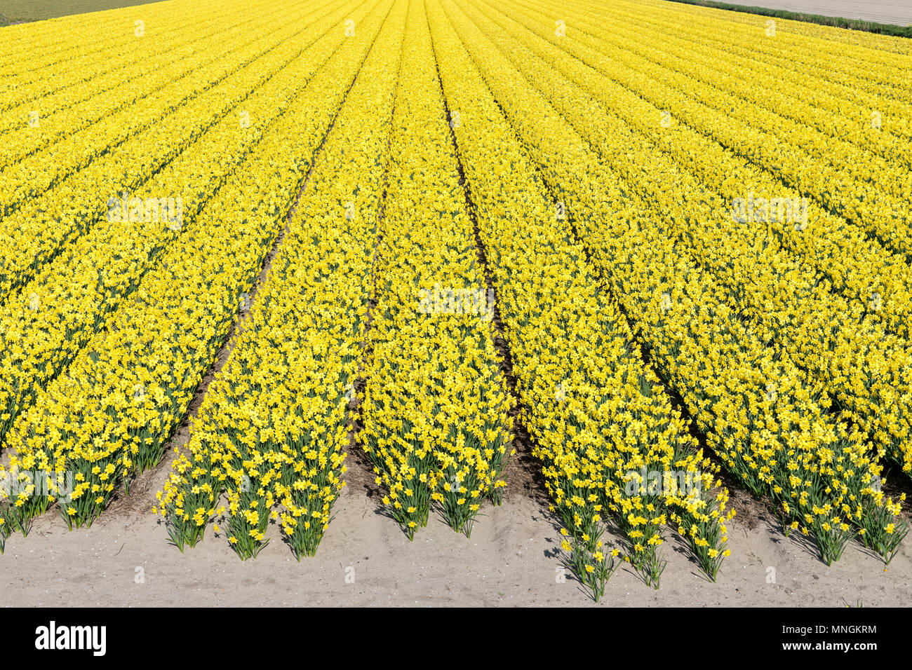 Narzisse Feld in den Niederlanden Stockfoto