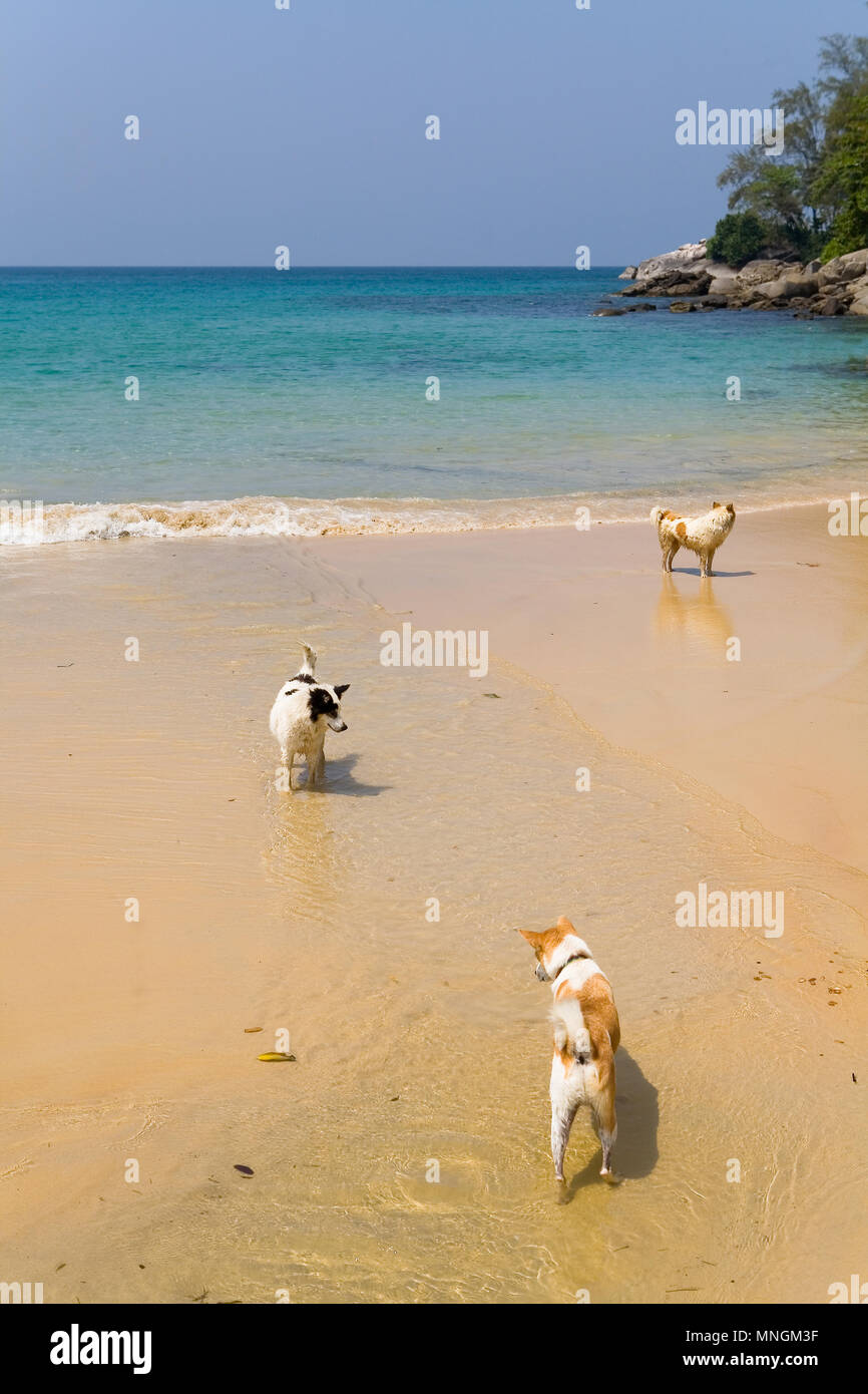 Hunde sind auf der Suche nach etwas, das in den Fluss, der ins Meer fließt. Haustiere in Thailand. Stockfoto