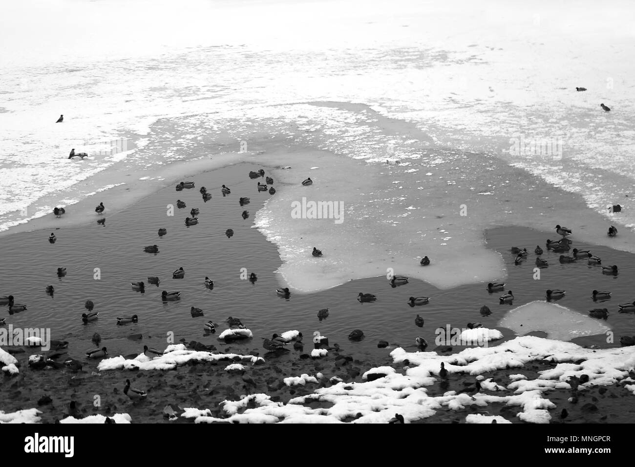Foto schwarz und weiss pack von Enten auf einem zugefrorenen Fluss im Park Stockfoto