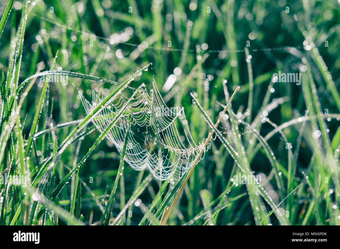 Spinnennetz unter den leuchtend grünen Wiesen mit Tau früh an einem Sommermorgen Stockfoto