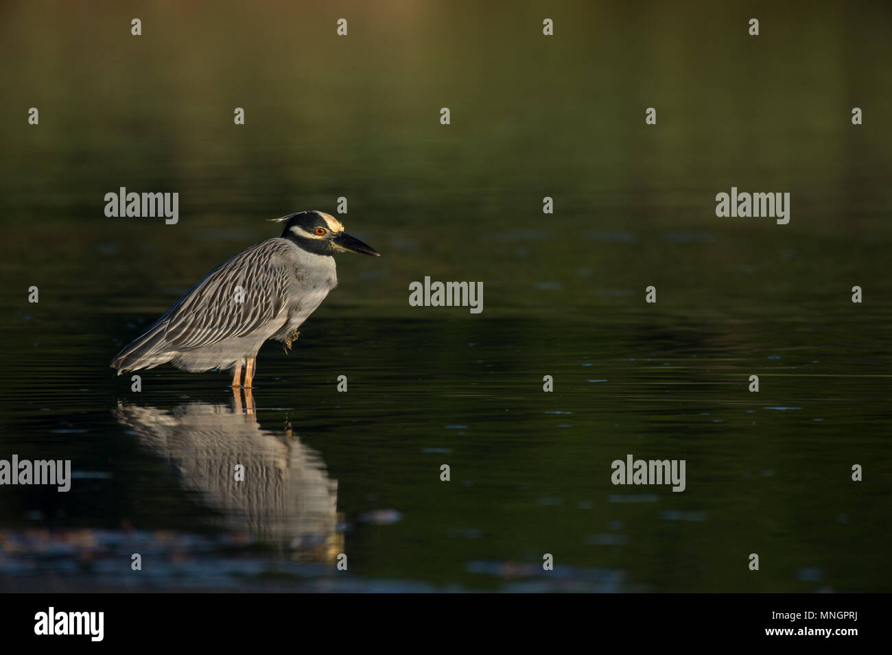 Gelb - gekrönte Night-Heron, Nyctanassa violacea, Ardeidae, Corcovado Nationalpark, Halbinsel Osa, Costa Rica, Centroamerica Stockfoto