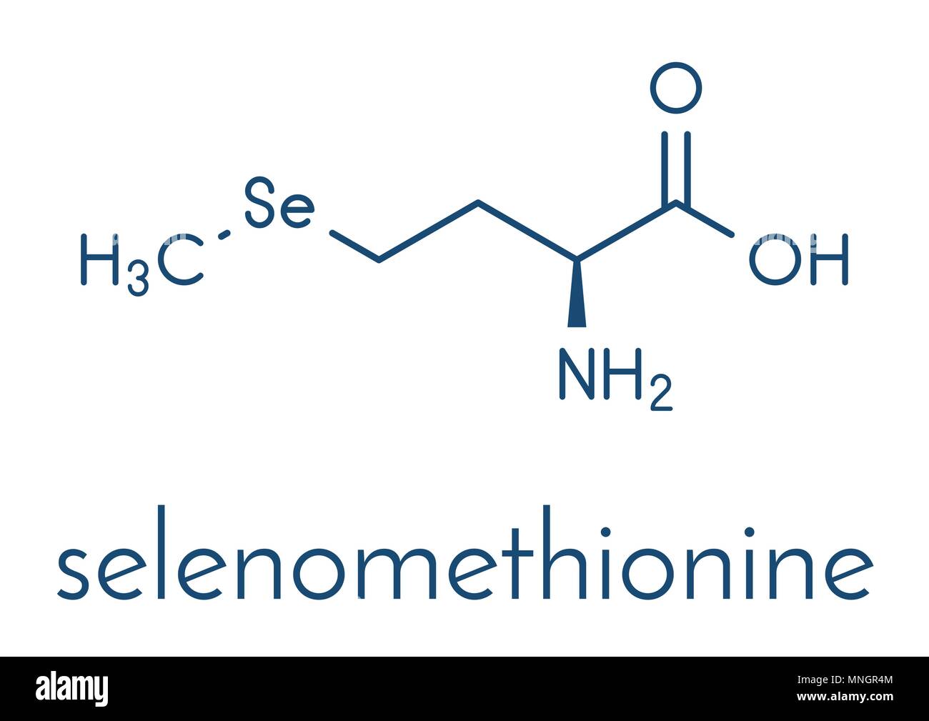 Selenomethionin vektorvektoren -Fotos und -Bildmaterial in hoher ...