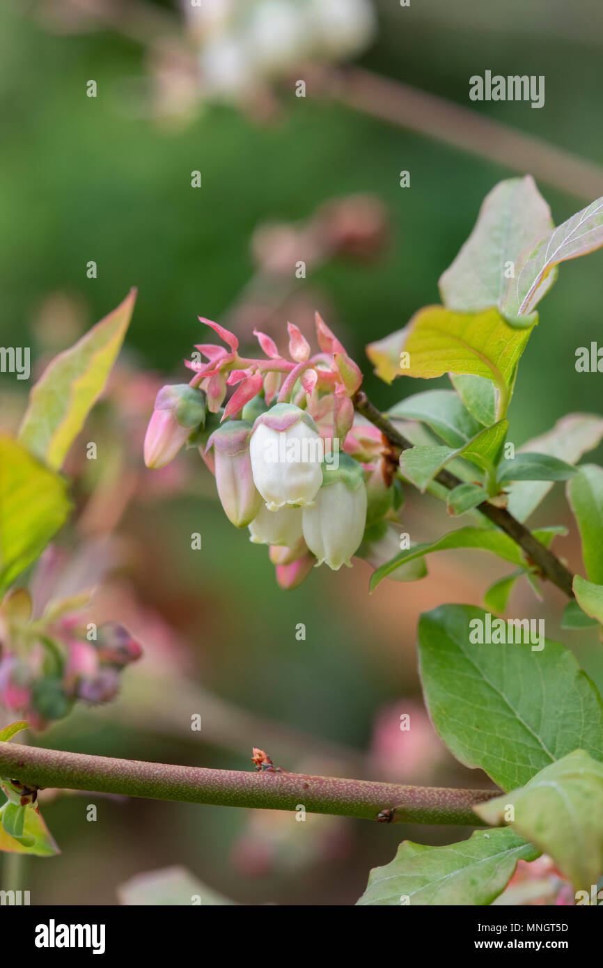 Vaccinium corymbosum. Blueberry Blumen im April. Großbritannien Stockfoto