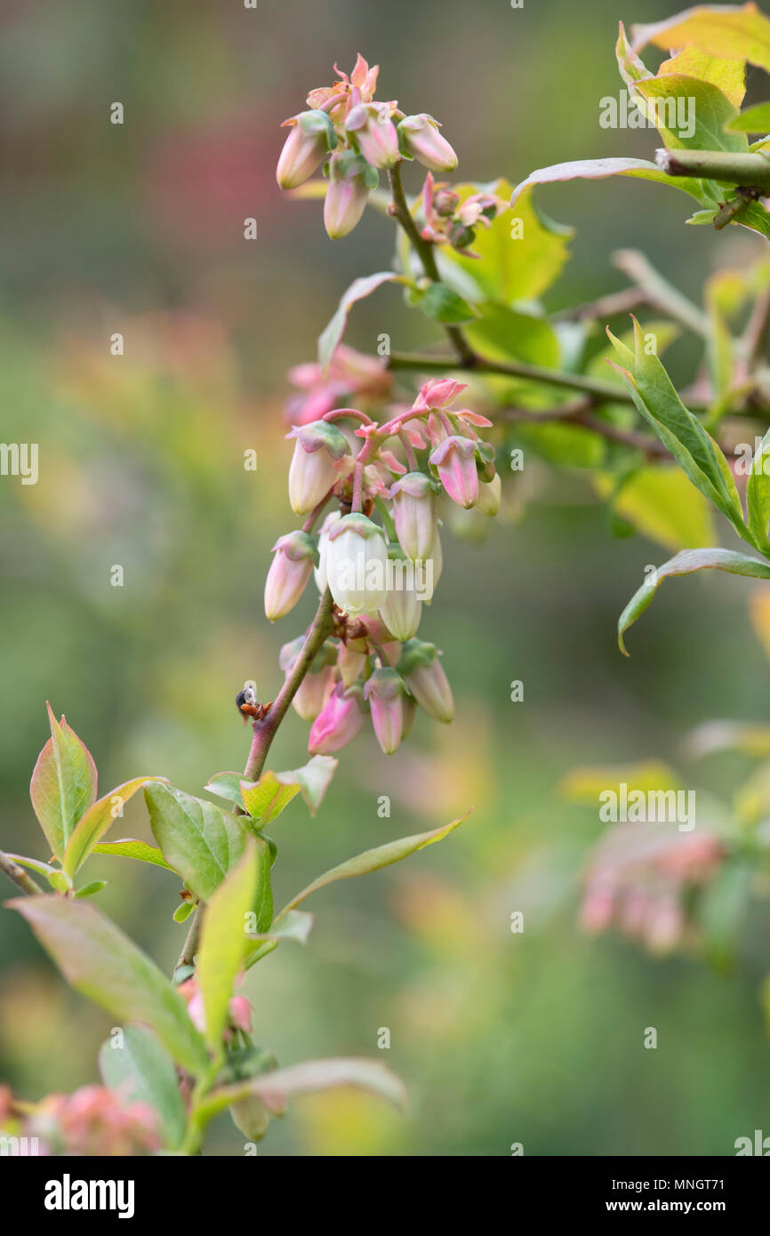 Vaccinium corymbosum. Blueberry Blumen im April. Großbritannien Stockfoto