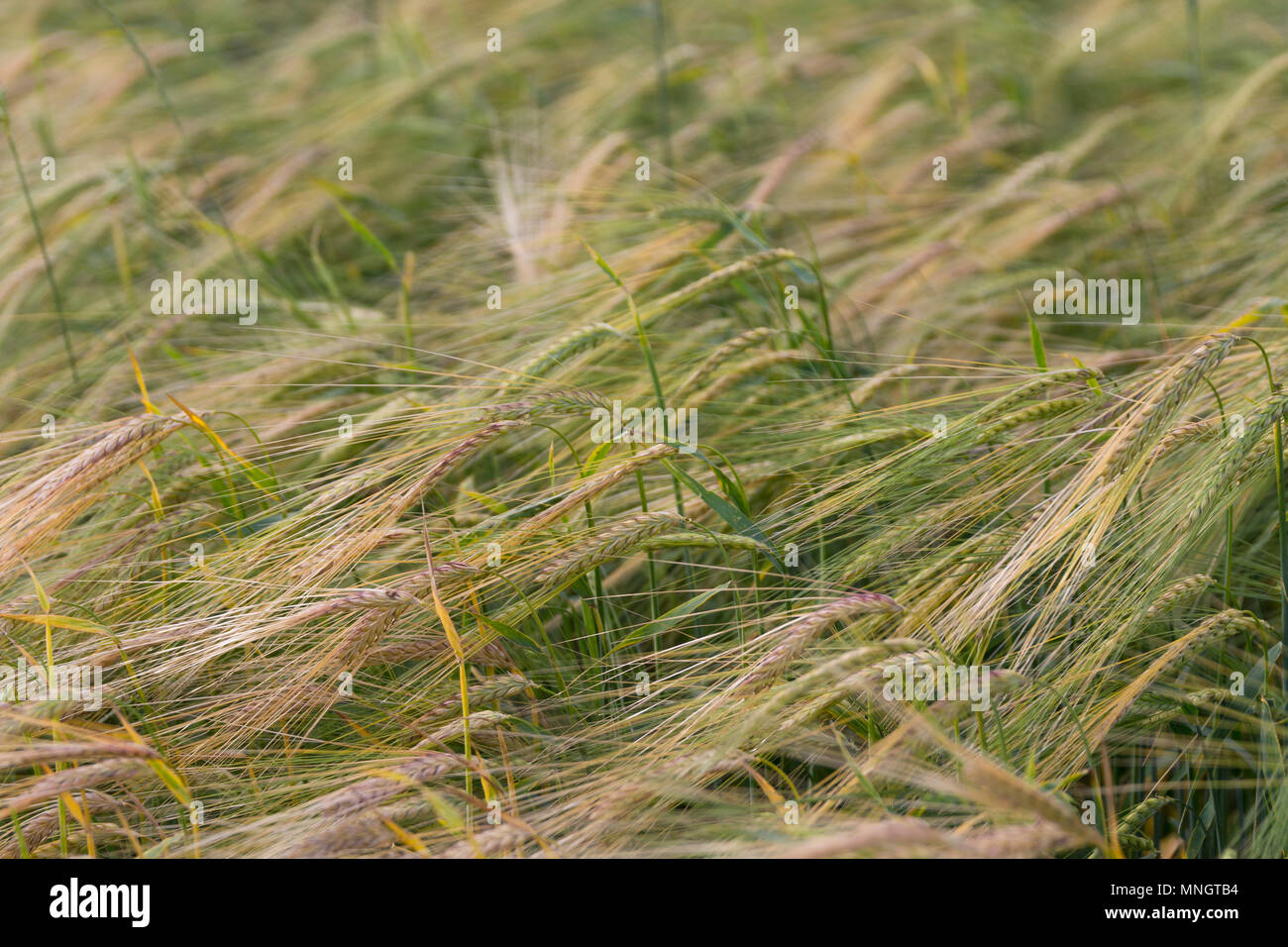 Gelbes Korn reif für die Ernte wachsen in einem Feld-Hof Stockfoto