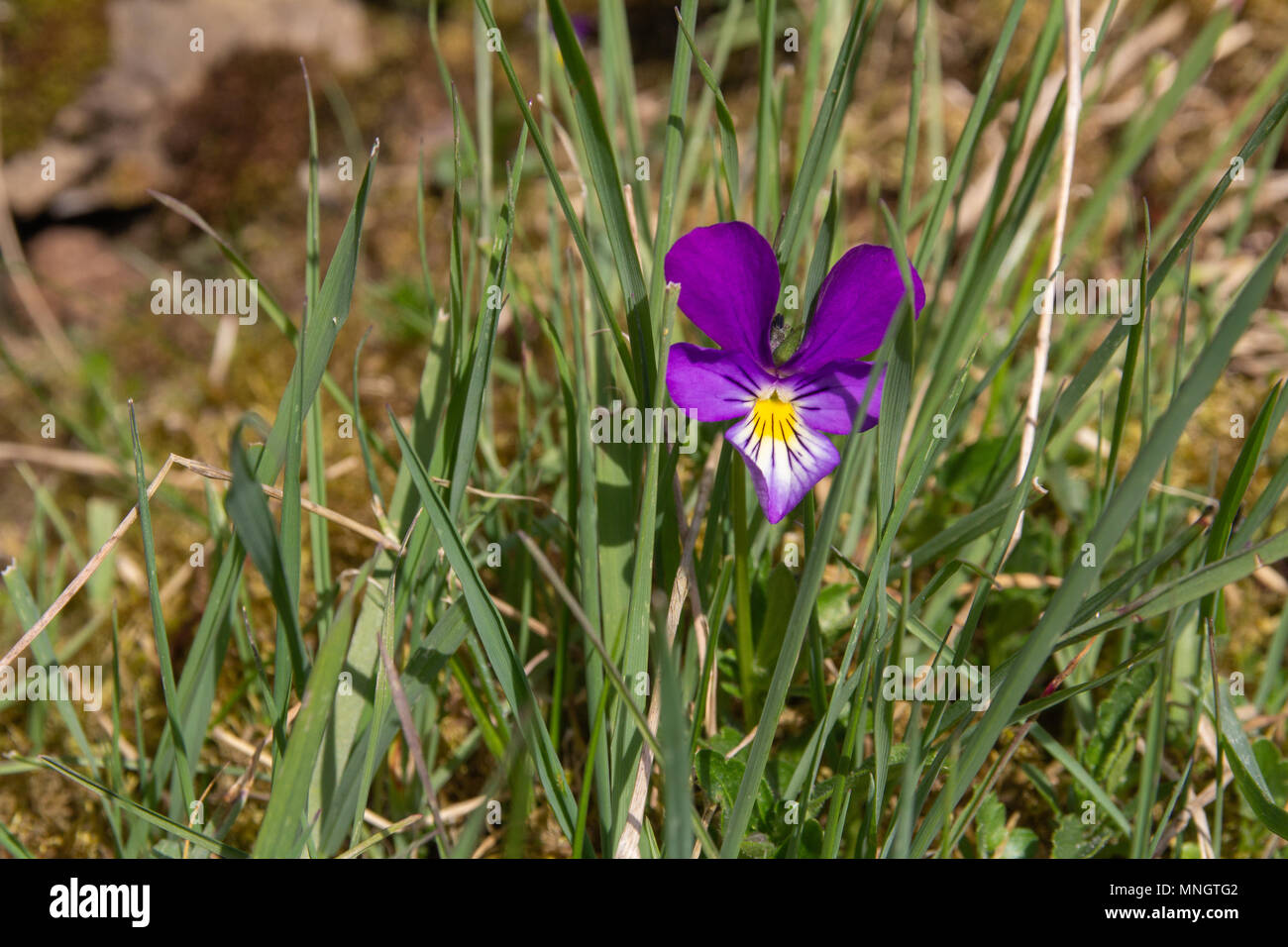 Berg-Stiefmütterchen Stockfoto