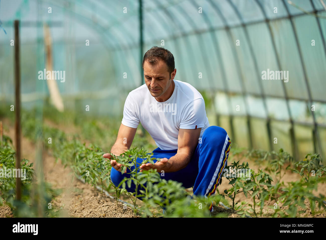 Bauer seinem Tomaten Pflanzen im Gewächshaus Stockfoto