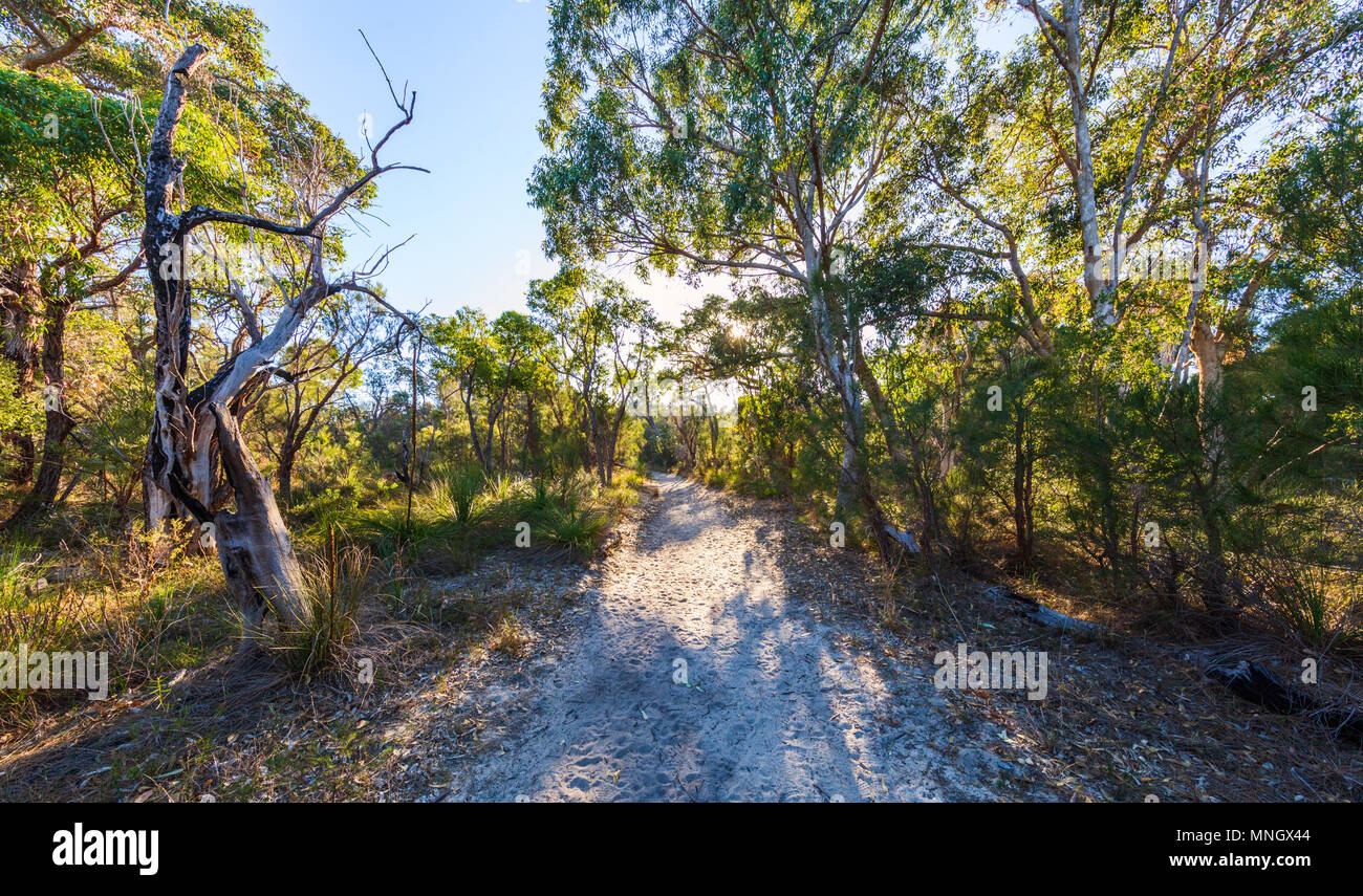 Sandigen Weg durch Buschland im Kings Park. Perth, Western Australia Stockfoto