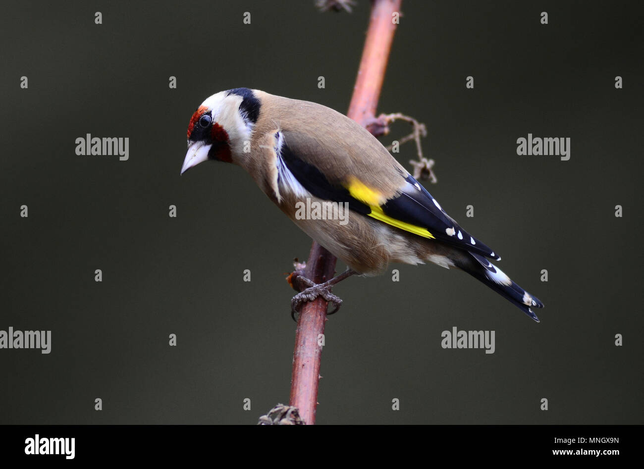 Nach Stieglitz im Winter, thront Stockfoto