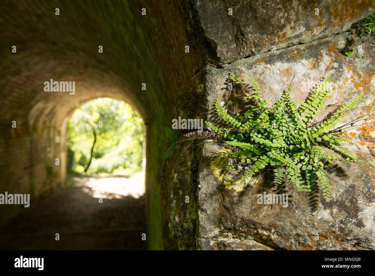 Maidenhair spleenwort Farne, Asplenium trichomanes, wachsen in einem schattigen Eingang zu einem Tunnel, durch Blitz angeleuchtet, in North Dorset England UK GB. Mai Stockfoto