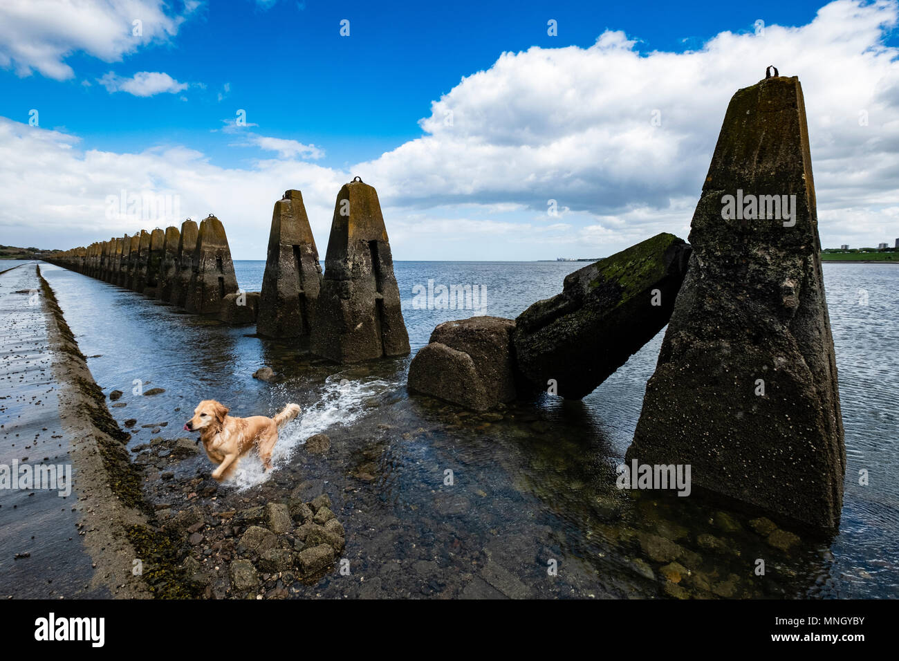 Gezeiten Causeway in Richtung Cramond Insel in Edinburgh, Schottland, Großbritannien. Konkrete Strukturen sind in Kriegszeiten anti-u-boot Abwehr. Stockfoto