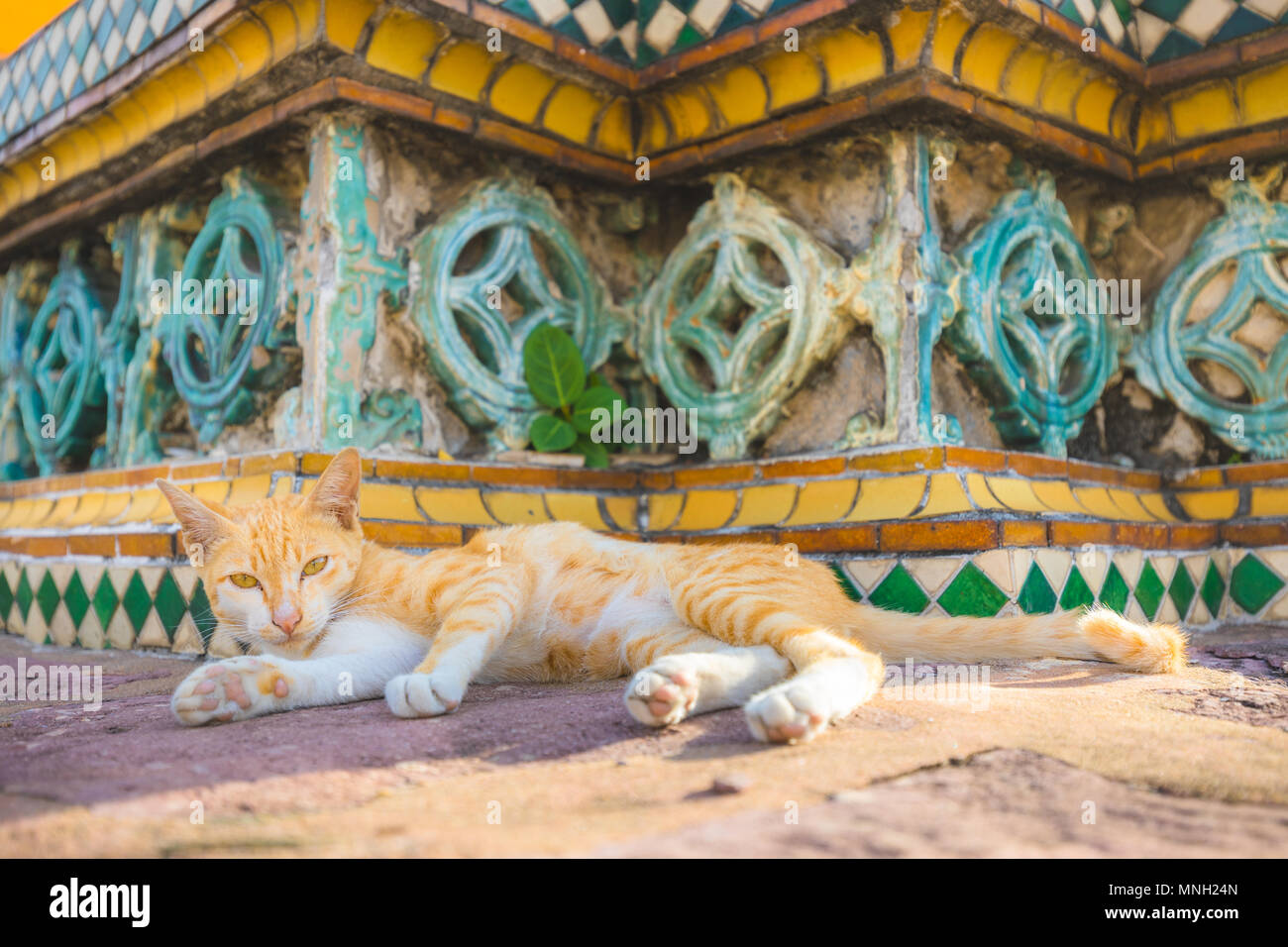 Cat entspannen auf Pagode in Wat Pho buddhistischen Tempel in Bangkok, Thailand Stockfoto