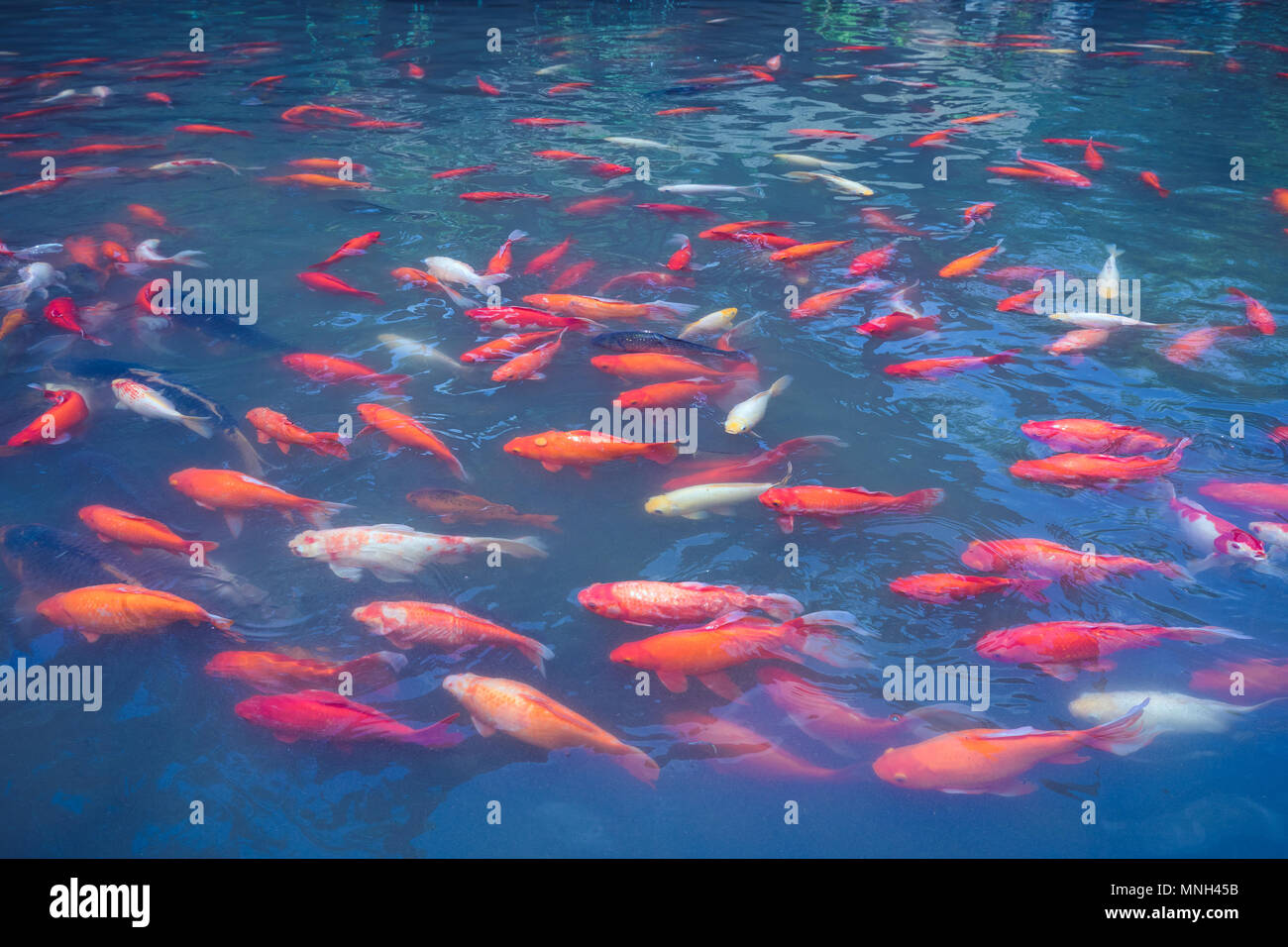 Koi Fische im Teich in China Stockfoto