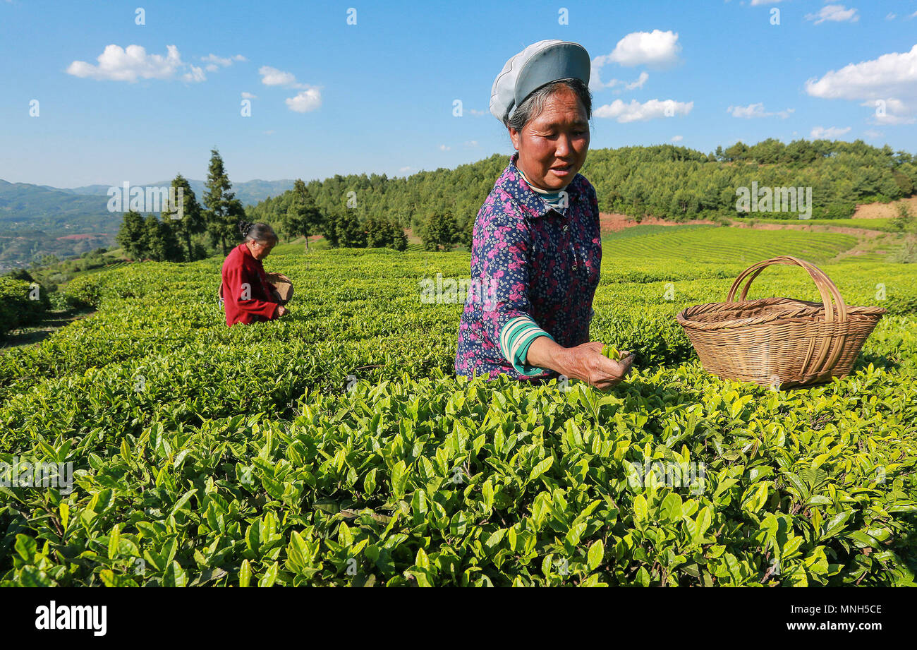 Bijie Chinas Provinz Guizhou. 16 Mai, 2018. Die Landwirte pick Teeblätter an einem Teegarten auf xianglu Berg in Weining County, im Südwesten Chinas Provinz Guizhou, 16. Mai 2018. Credit: Er Huan/Xinhua/Alamy leben Nachrichten Stockfoto