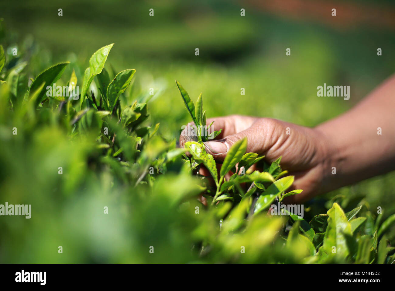 Bijie Chinas Provinz Guizhou. 16 Mai, 2018. Ein Landwirt nimmt die Blätter zu einem Teegarten auf xianglu Berg in Weining County, im Südwesten Chinas Provinz Guizhou, 16. Mai 2018. Credit: Er Huan/Xinhua/Alamy leben Nachrichten Stockfoto